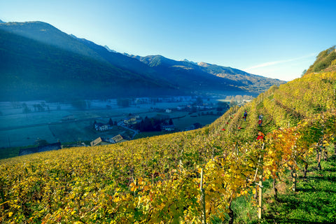 Valtellina Wines